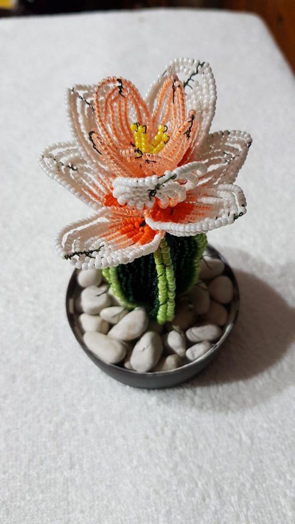 Cactus 2