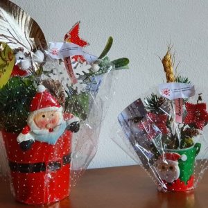 Stella di Natale - Euphorbia - Poinsettia