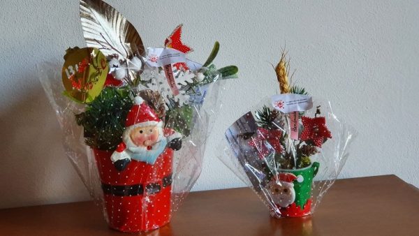 Stella di Natale - Euphorbia - Poinsettia